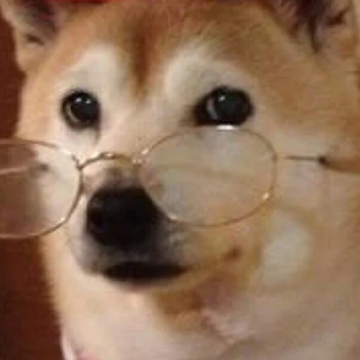 curious_doge.jpg